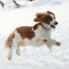 active dog breeds Welsh Springer playing on snow