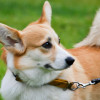 high quality photo dogs pembroke welsh corgi dog breed