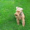 photo of a welsh terrier dog while playing on grass
