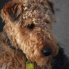 Welsh Terrier dog breed image of head
