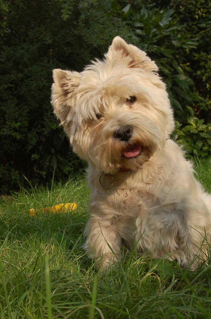 West Highland White Terrier – Dog Breed Guide