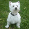 Picture of a Westie with its ears cropped