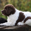 photo of a wetterhoun dog puppy