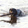 Dutch spaniel breed Wetterhoun retrieves in water
