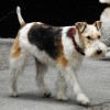 Image of a Wire Fox Terrier taken on a walk