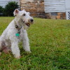 Wire Fox Terrier dog with collar