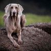 Profile picture of a shorthaired weimaraner dog
