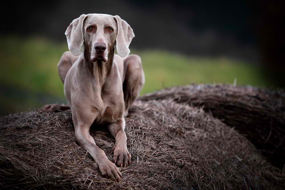 Short-haired Weimaraner, Dog Breed Guide