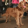 Weimaraner with long hair during a Polish dog show