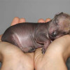 very tiny dog breed new born Toy Xoloitzcuintli puppy