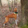 Squirrel hunting dog breeds American Treeing Feist