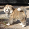 photo of an AKita puppy bred in Japan