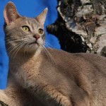 Abyssinian cat profile