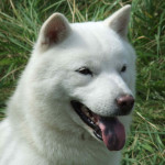 The Ainu dog also known as Hokkaido Dog