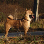 Ainu Dog of Japan