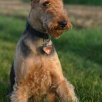 Airedale Terrier Portrait of a Dog Breed
