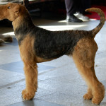 Airedale terrier dog photo