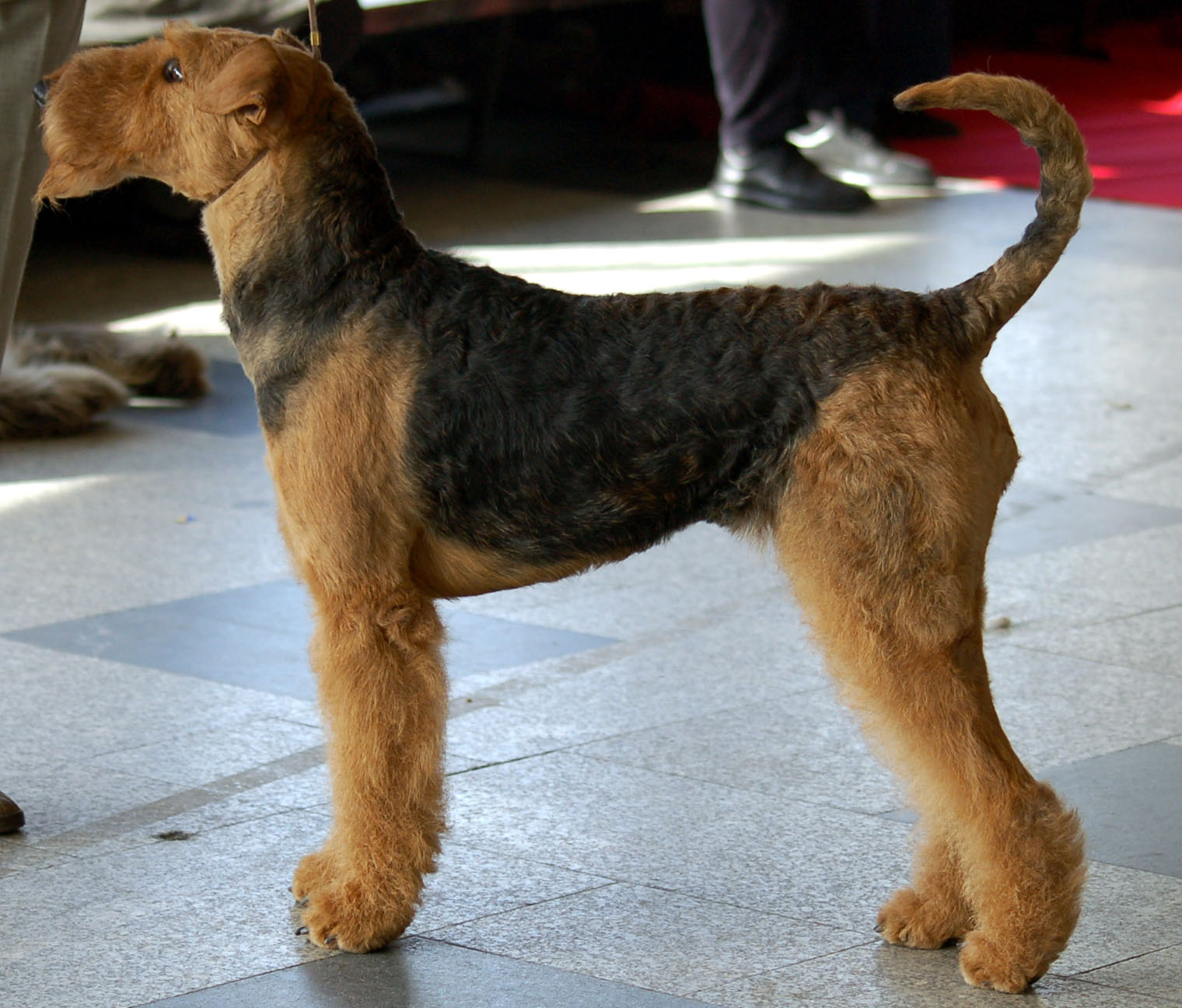 Airedale Terrier – Dog Breed Guide