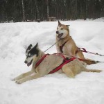 Alaskan Huskies prized sled dogs