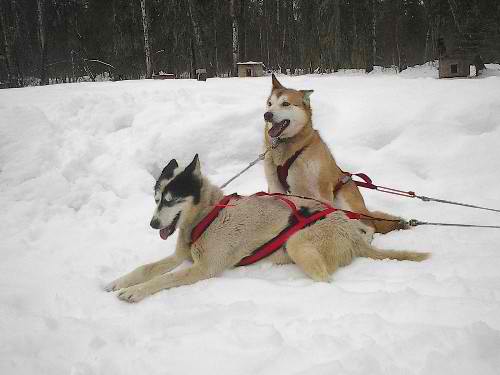 Alaskan Husky – Dog Breed Guide