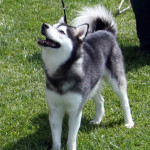 Alaskan Klee Kai or AKK dog Standard Size