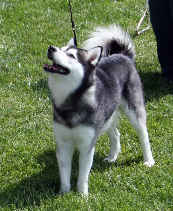 Alaskan Klee Kai – Dog Breed Guide