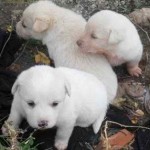 Alopekis puppis from Greece