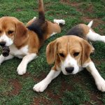 American-Foxhound-Puppies