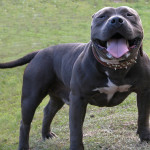 Smiling American Bully dog