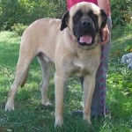 American Mastiff dog with a big head and long limbs