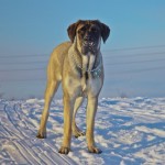 Tall and lean American Mastiff standing on snow