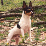small hunting dog American toy terrier
