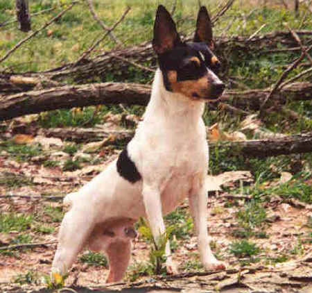 American Toy Terrier – Dog Breed Guide
