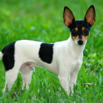 American toy Terrier with erect ears