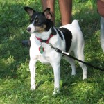 photo of an American Toy Terrier while out on a walk