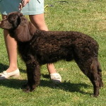 chocolate coated American Water Spaniel with its handler
