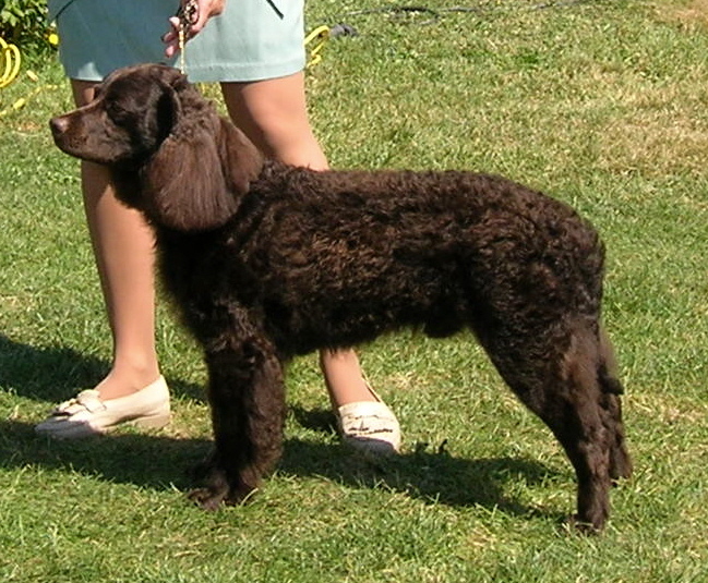 American Water Spaniel – Dog Breed Guide