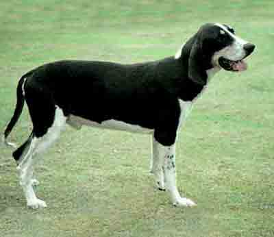 Anglo-Francais de Moyenne Venerie Blanc et Noir, Dog Breed Guide