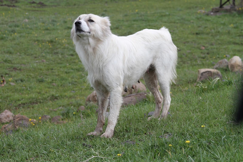 Armenian Gampr – Dog Breeds Guide