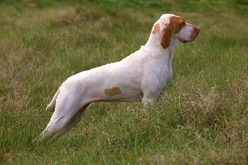 Ariege Pointing Dog – Dog Breed Guide