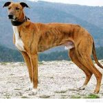 Banjara-Greyhound-beside-a-hill