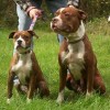 A juvenile and adult American Bull Molosser