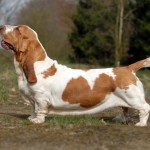 top dog breeds basset hound