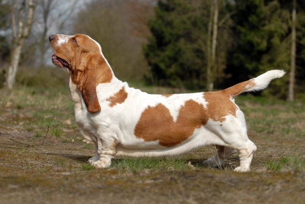 Basset Hound – Dog Breed Guide