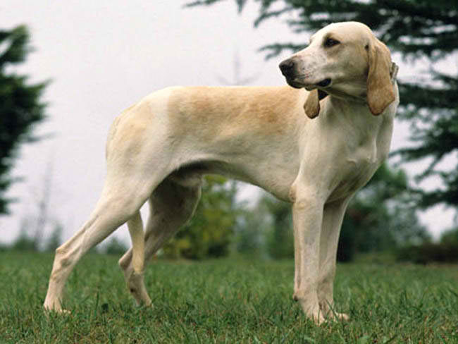 Billy Dog – Dog Breeds Guide