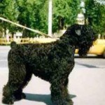 black russian terrier formal stance
