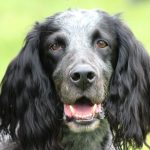 Blue-picardy-spaniels-profile