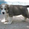 central asian shepherd dog named Oltin