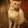 Colorpoint Shorthair cat named Myrrh