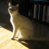 ColorPoint Shorthair Cat named Detour